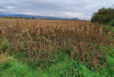 Teren agricol intravilan de 11791 mp, în Sântandrei - 5