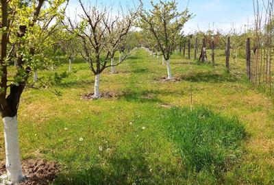 Teren de 2600 mp, în Central