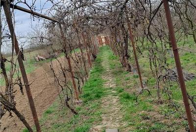 Casă cu 2 camere cu Teren 1000 Mp în Cefa - 11