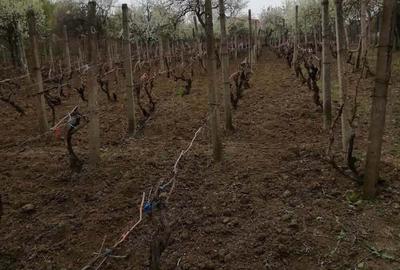 Vand teren intravilan , cultura de vie si casa batraneasca - 1