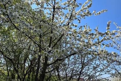 Spațiu comercial, în Mâsca - 5