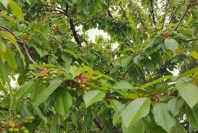 Casă cu 2 camere cu Teren 514 Mp în Leorda - 2