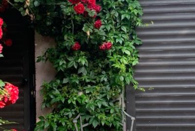 Casa/vila vanzare, zona Pescariu B. Vacarescu - 3