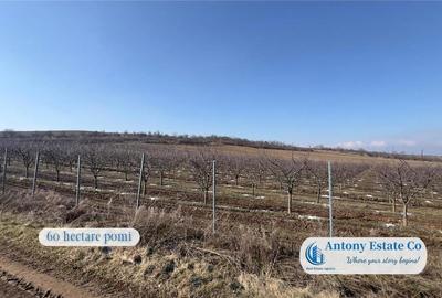 Teren de 675000 mp, în Marghita - 10