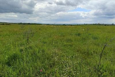 Teren de 76200 mp, în Lugoj - 5