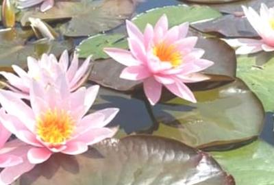 Teren Construcții intravilan de 900 mp, în Snagov - 6