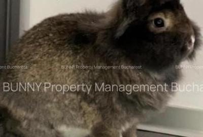 Apartament cu 2 camere în Eminescu - 2