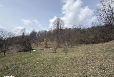 Teren de 6040 mp, în Provița de Jos - 5