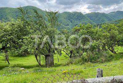 Teren intravilan de vanzare in Martinia de sus - 3
