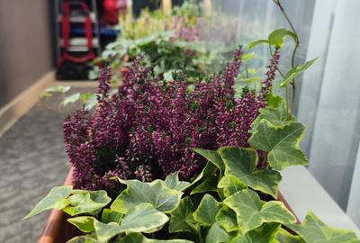 Apartament 2 camere decomandat – parter, bloc nou 2023, Drumul Binelui – Dealul - 9