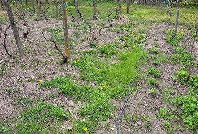 Casă cu Teren 1118 Mp în Dumitrești - 3