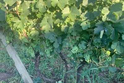 Spațiu comercial, în Lechința - 2