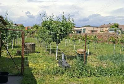 Vand casa Teremia Mare - 5