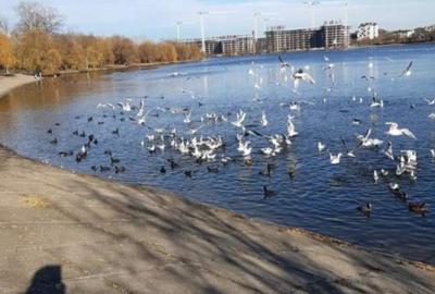 Teren superb direct la lac în București - 11
