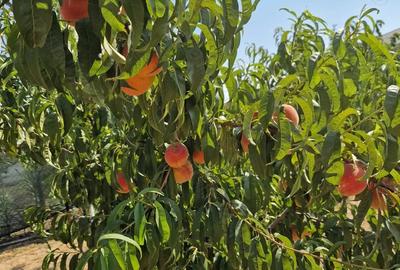 Casă cu 4 camere în Central - 7