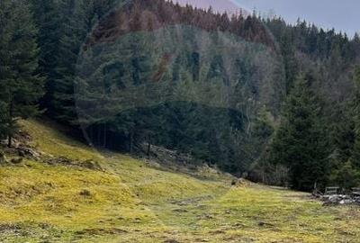 Teren Construcții extravilan de 4331 mp, în Arieșeni - 11