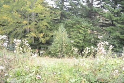 Teren în Valea Alba - 3