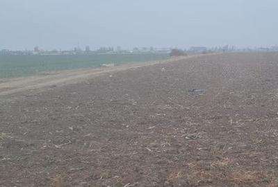 Vanzare Teren 5000mp intravilan Magurele - 1