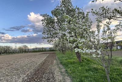 Teren de 1200 mp, în Blandiana - 2