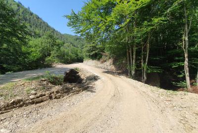 Padure zona Nehoiu  6H – 0,6 euro/mp - 2