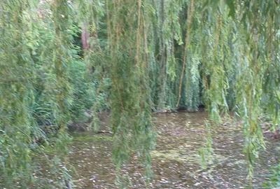 Vand casa cu teren intravilan 7347 mp in com. Stolnicieni Prajescu-Iasi - 5