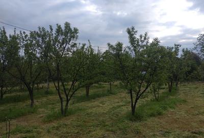 Casă individuală cu 2 camere cu Teren 3500 Mp în Corbii Mari - 5
