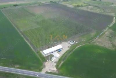 De Vanzare Afacere La Cheie ( ARAD) - 2