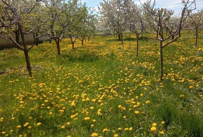 Casă cu 2 camere în Miron Costin - 5