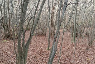 Teren de 9100 mp, în Râu de Mori - 3