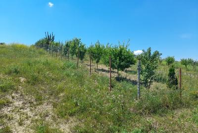 Tren in zona Copou  ,  Numarul de tel. nu este corect scrieti mesaj. - 4