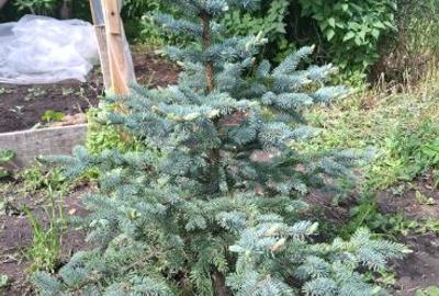 Casă cu etaj și teren - 1