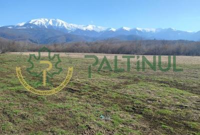 Teren agricol extravilan de 1737 mp, în Racovița - 6