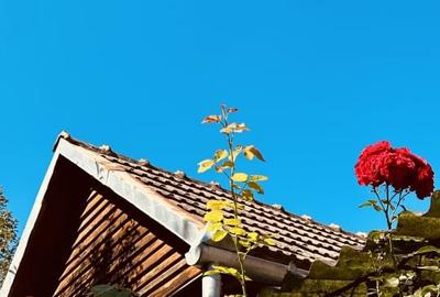 Casă individuală cu 2 camere cu Teren 719 Mp în Dognecea - 5