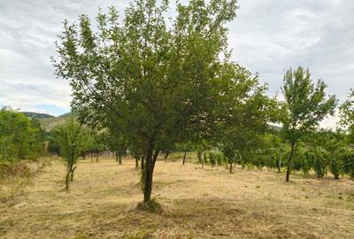 Terenuri intravilane alipibile in Runcu, zona cu potential - 5