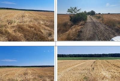 Cota de 3/4 din teren 9800 mp, loc. Bucova?. Jud Dolj