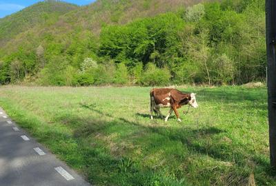 Vand Casa la tara cu 5 Ha de teren in jud Hunedoara - 4