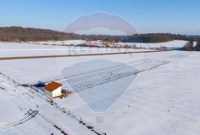 Teren cu plantatie de aronia - 2