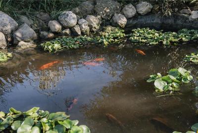 Casă cu 3 camere cu Piscina în Podu Oltului - 1