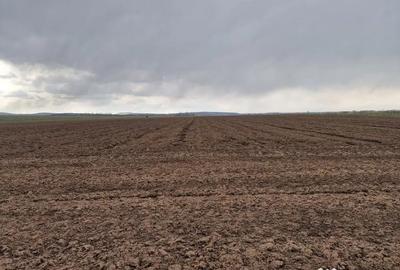 Teren de 10000 mp, în Vest - 15