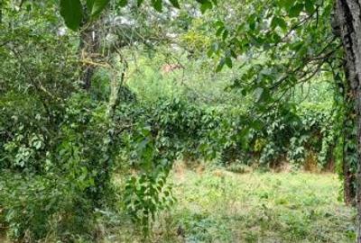 Teren de 2900 mp, în Putineiu - 2