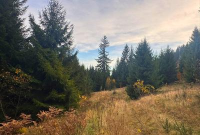 Vanzare 5,3 ha pasune deasupra Voronetului Suceava - Proiect Turistic - 12