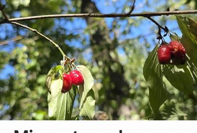 Teren de 1704 mp, în Sicrita - 2