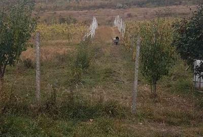 Teren de 6200 mp, în Mogoșești