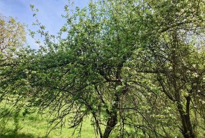 Teren intravilan si cladire in Apuseni, Blajeni, Hd - 11