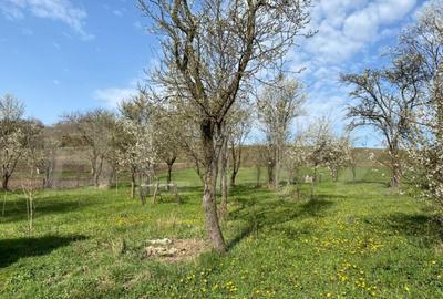 Casa cu 10000mp de teren in Buza, la 50 km de Cluj-Napoca - 5