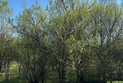 Teren în Bădești - 4