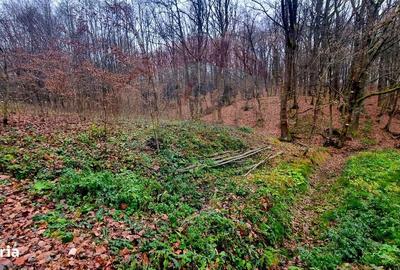 Teren de 924 mp, în Tăuții-Măgherăuș - 5