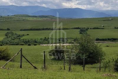 Teren de 11500 mp, în Daia