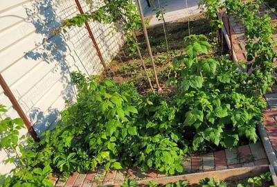 Casă cu 4 camere în Albești - 7