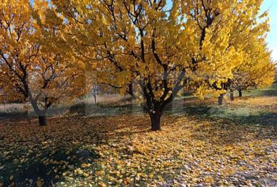 Teren de 6360 mp, în Măgurele - 2